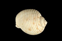 藏品(中華鶉螺)的圖片